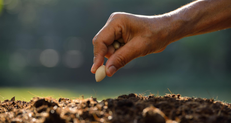Seeds in their various forms