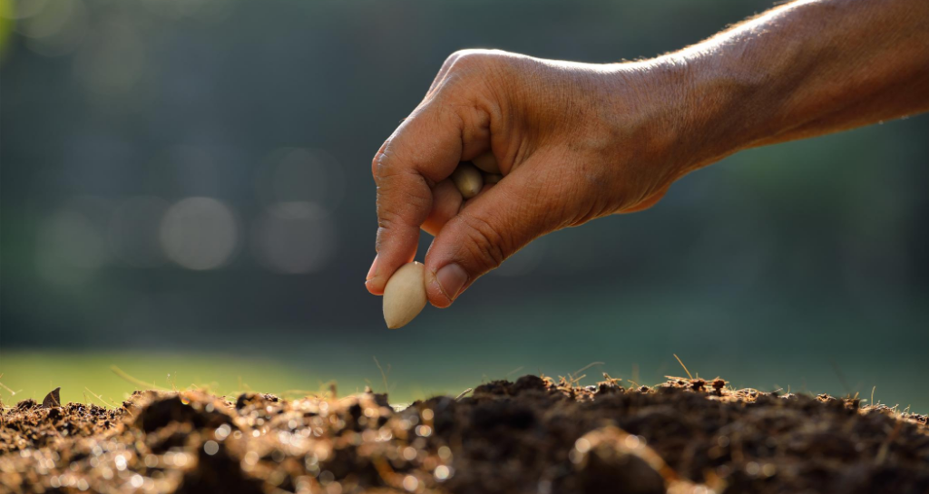 Seeds in their various forms